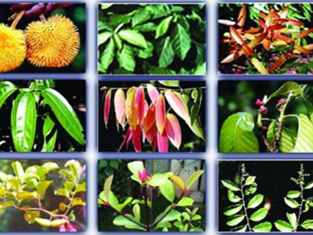 महाराष्ट्राची वनस्पती जैव विविधता