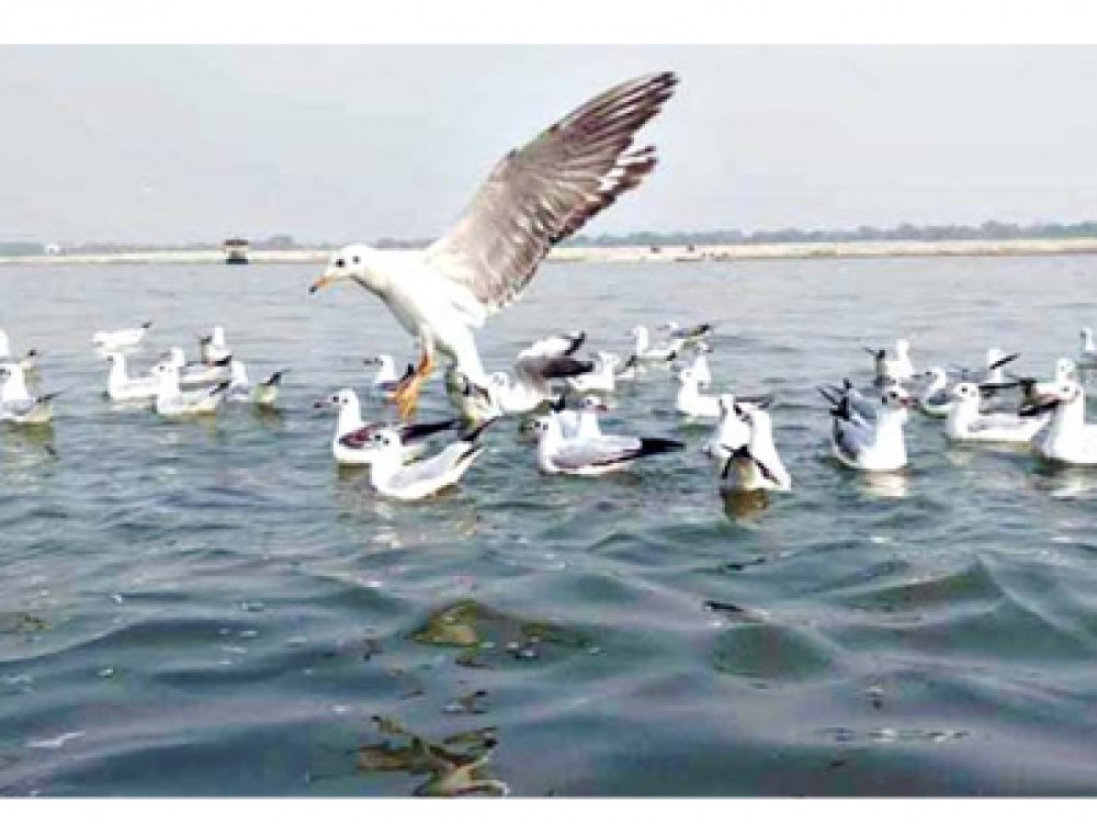 स्थलांतरित सैबेरियन पक्षी