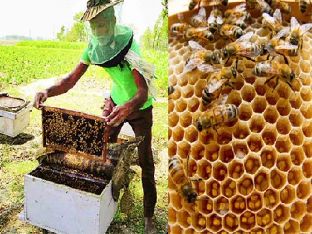 मधमाशीपालन 